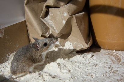 Mouse in flour